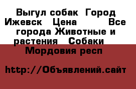 Выгул собак. Город Ижевск › Цена ­ 150 - Все города Животные и растения » Собаки   . Мордовия респ.